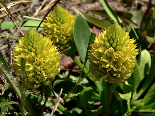 {Polygala nana}